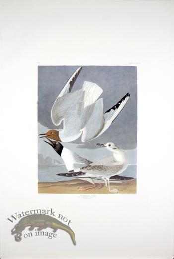 Bonapartian Gull